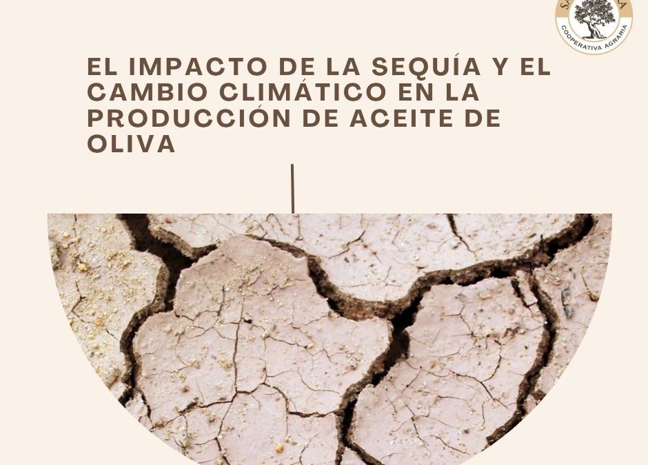 El impacto de la sequía y el cambio climático en la producción de aceite de oliva